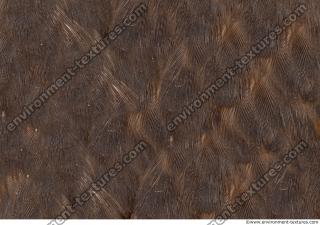 bird feathers 0008